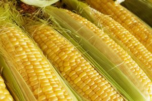 Le temps du maïs : son histoire et ses bienfaits