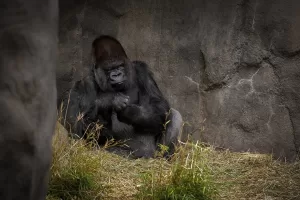 Gorilles au Zoo de Toronto : Exploration de ces Majestueux Singes