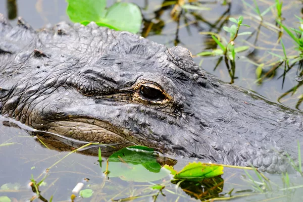 Tragédie en Floride : un retraité tué par un alligator